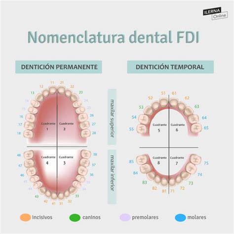 Nomenclatura dientes el Código Internacional FDI Escuela de