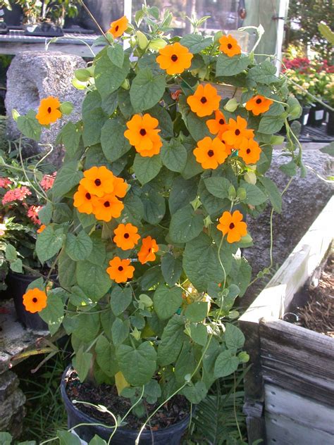 Thunbergia Orange Beauty Is A Climbing Vine That Can Do Well In Full