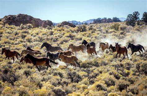 A Herd Of Wild Horses Just Moved Into This Iconic California