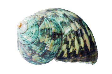 Seashell Shells Sea · Free Photo On Pixabay