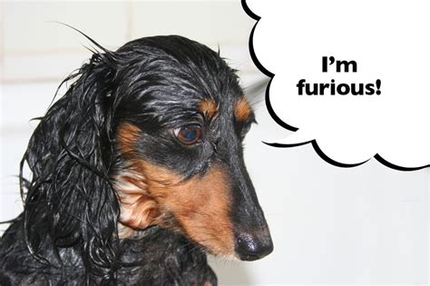 10 Dachshund Faces That Every Owner Will Know I Love Dachshunds