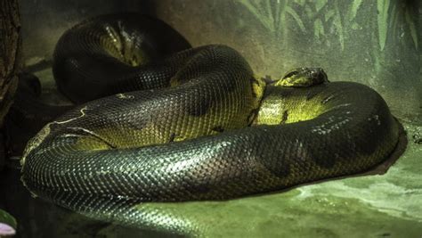 Green Anaconda Snake Gives Virgin Birth To 18 Snakes Despite Living