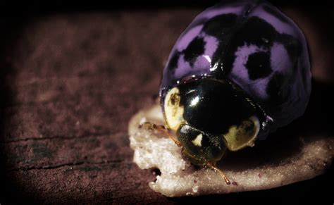 Purple Ladybug By Murrehdeex On Deviantart