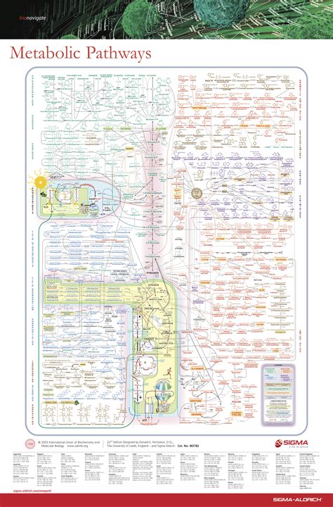 Metabolic Pathways Evidently This Is A Popular Poster In The Halls Of
