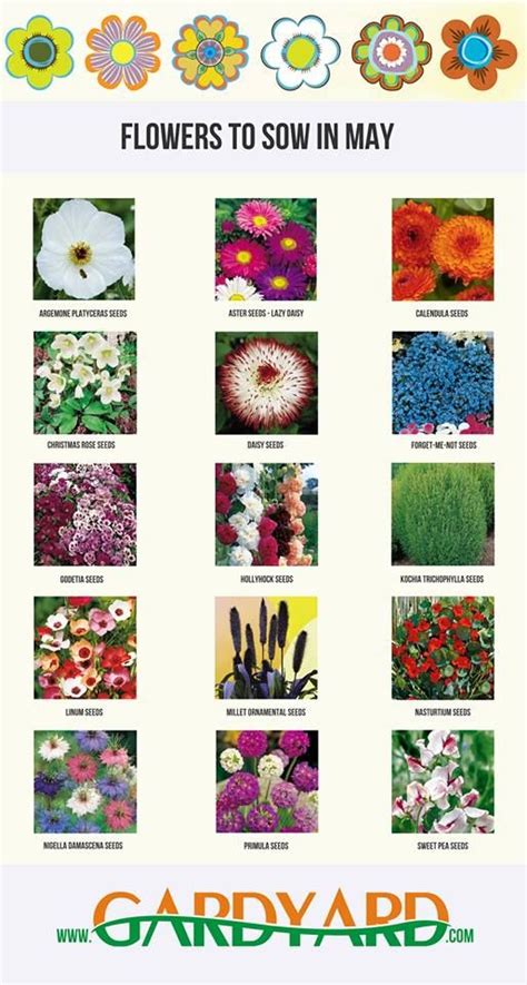 Month By Month Flower Seed Sowing Guide Flower Seeds Month Flowers