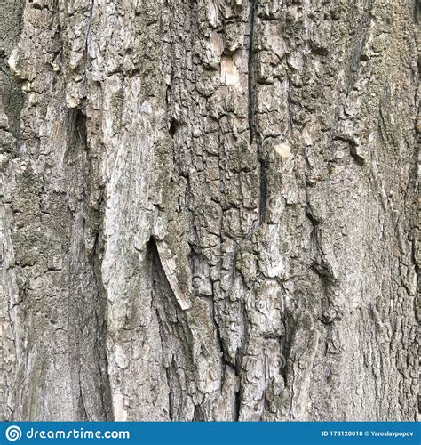 Dry Tree Bark Macro Shot Abstract Natural Wallpaper Stock Photo