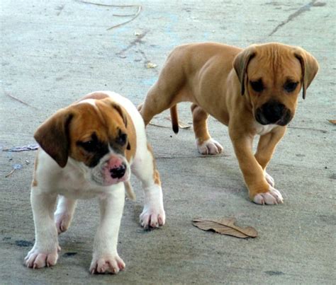 We produce bully american bulldogs and hybrid types. All About Animal Wildlife: American Bulldog Puppies Images