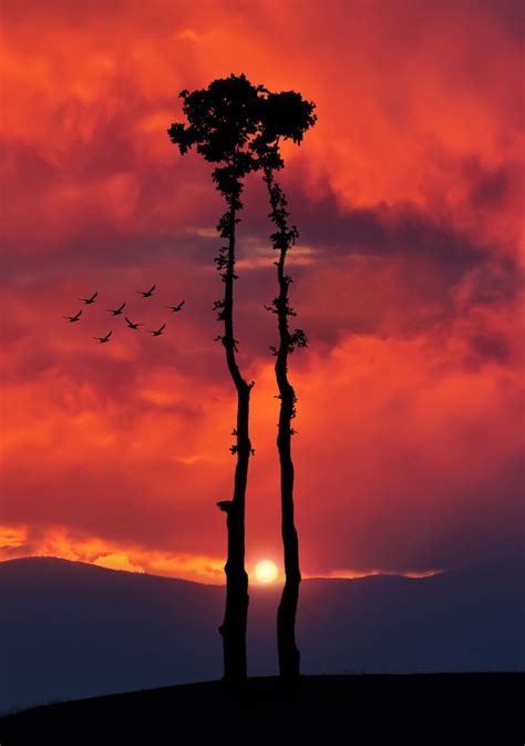 The Sun Is Setting Behind Two Tall Trees With Birds Flying In The Sky