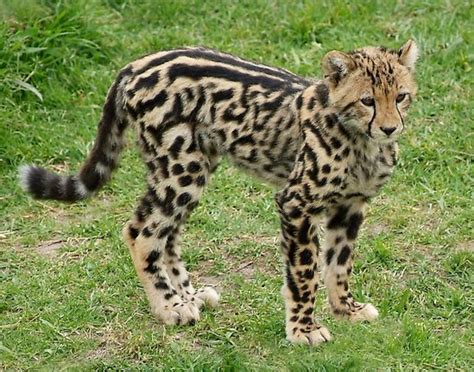 Scout, a 6-month old female King Cheetah. | King cheetah, Cheetah cubs, Small wild cats