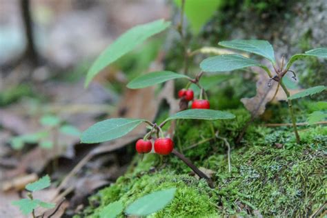 Bring The Spicy Aroma Of Wintergreen Plants To Your Garden Wild
