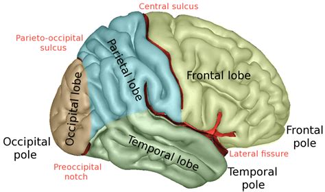Occipital Region Anatomy