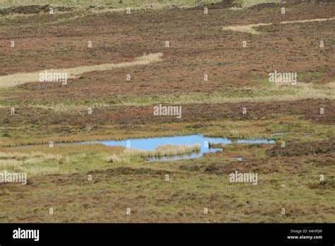 Migneint A Welsh Upland Habitat Area In North Wales A Special Area Of
