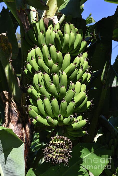 Fresh Fruit Tree With Unripened Bananas Hanging In A Bunch Photograph