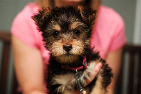 Yorkiepoo Dog Profile The Yorkie Poodle Mix Complete Guide For New
