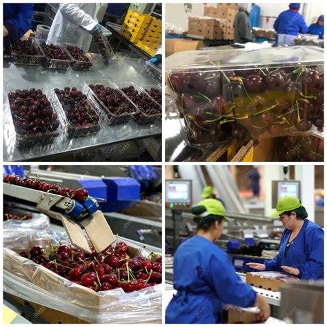 Seasons First Batch Of Chilean Cherries Arrives In Shanghai Produce