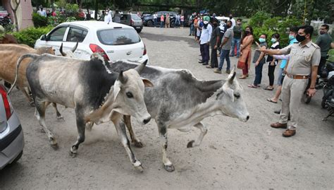 Team Formed To Deal With Stray Cattle Menace In Panchkula The Tribune India