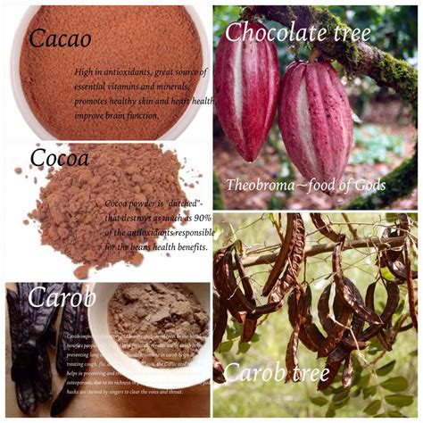 A Short Cacao Benefit Guide For Cacao Benefits Healthy Cacao Benefits