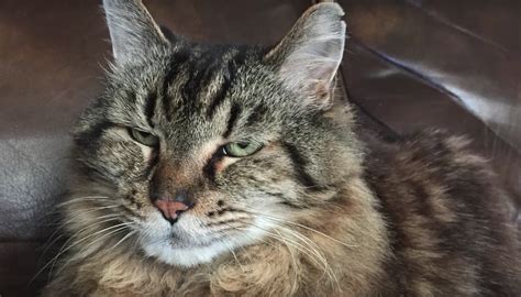 Genuine enabler of sustainable world progress and opportunity, defined by the brand attributes of global leadership, innovation and sustainability. Meet Corduroy, the world's oldest cat, at 26 years old ...
