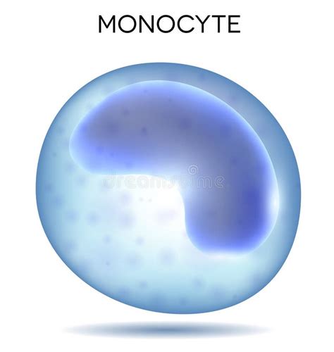 อัลบั้ม 105 ภาพพื้นหลัง Monocyte คือค่าอะไร ครบถ้วน