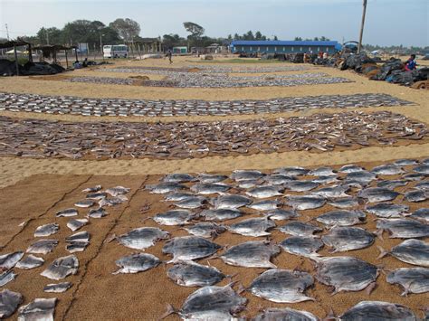 Filenegombo Beach Drying Fish 001