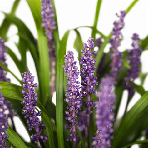 Royal Purple Liriope Plants For Sale Online The Tree Center