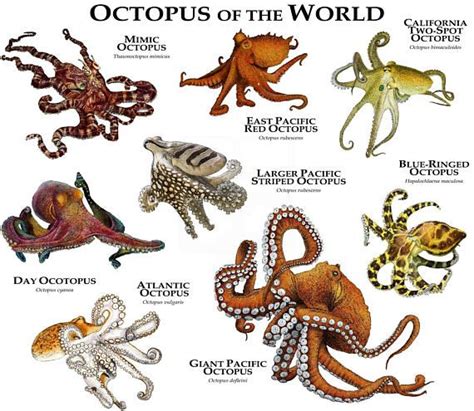 Every 8th October The World Celebrates World Octopus Day In Order To