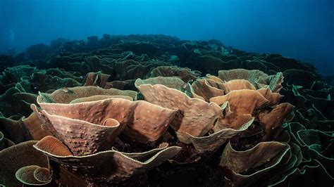 Different Types Of Coral Reef Species Citrus Reef