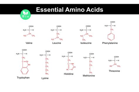 Essential Amino Acids Functions Requirements Food Sources