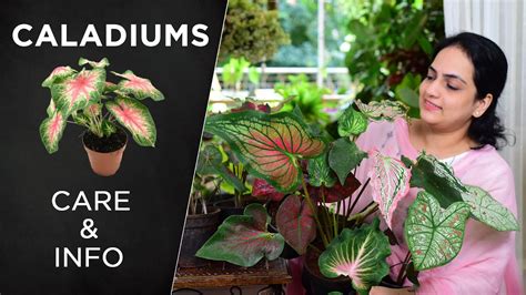 Caladium Plant Care And Info All You Need To Know Indoorplants