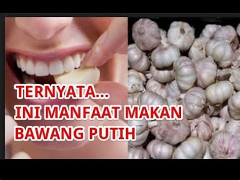 Khasiat bawang putih yang harus anda tahu. MAKAN 1 SIUNG BAWANG PUTIH SEBELUM TIDUR, INI EFEKNYA PADA ...