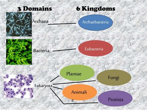 Ppt Biological Kingdoms Powerpoint Presentation Id1968731