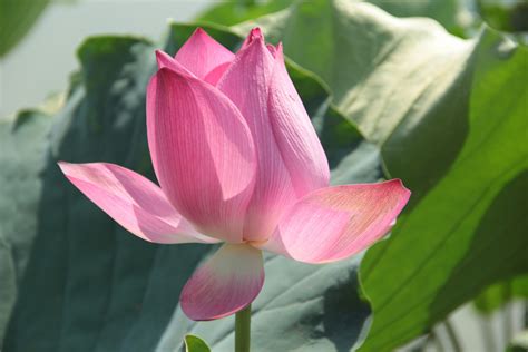 Banco de imagens plantar flor pétala Primavera botânica Rosa