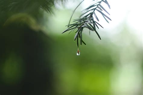 The Real Raindrop Shape Is Not A Teardrop