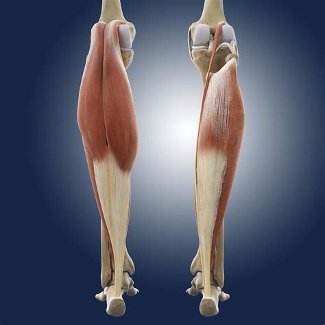 Calf Muscles Artwork Photograph By Science Photo Library