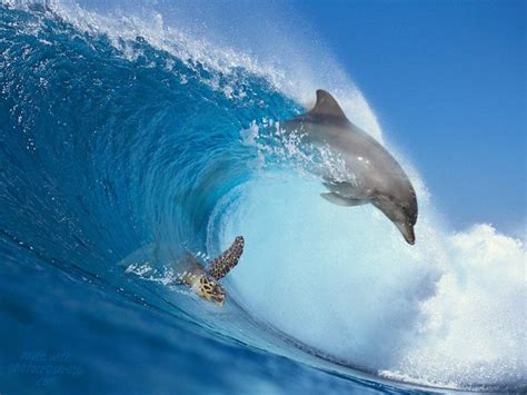 A Dolphin And A Turtle Swell Friends Ocean Animals Dolphin Images