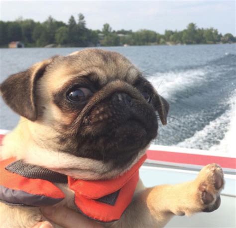 Pugs Pug On A Boat