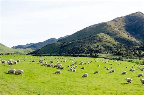 Dec 12, 2019 · ニュージーランドで有名な伝統の焼き菓子パブロバ。観光の際にぜひ味わっていただきたい、特別な日のデザート、パブロバについてjtb現地スタッフがご紹介します。 ニュージーランドの羊の数が減少。羊の国でなくなる日も近い ...