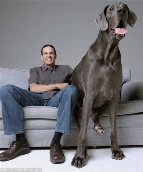 The Biggest Dog In The World