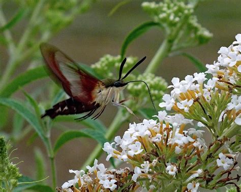 Hummingbird Moth Clearwing Side View Photograph By Cindy Treger