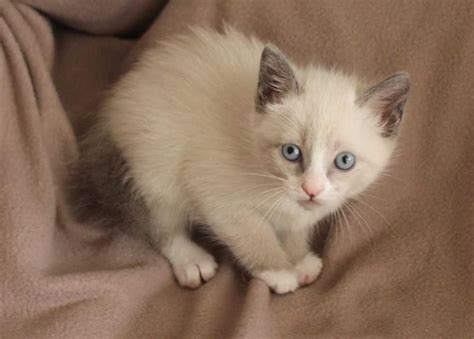 The Snowshoe Cat Bestcatbreeds Cats Catbreeds Catspecies Snowshoe