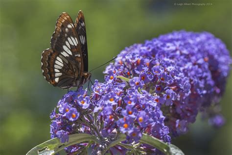 Butterfly On A Butterfly Bush Blossom Below Is A Tiger Swa Flickr