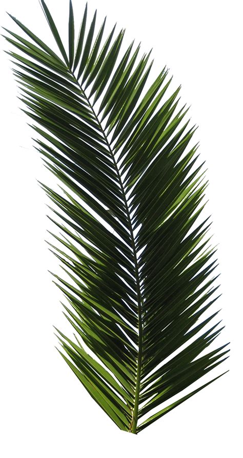 Green Palm Leaves Png Transparent Png Svg Clip Art For Web Download Images