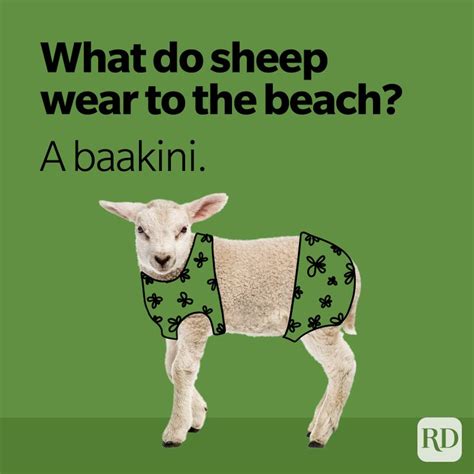 36 Sheep Puns You Havent Herd Before Readers Digest