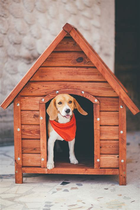 A Visual Guide On How To Build A Dog House In 8 Simple Steps