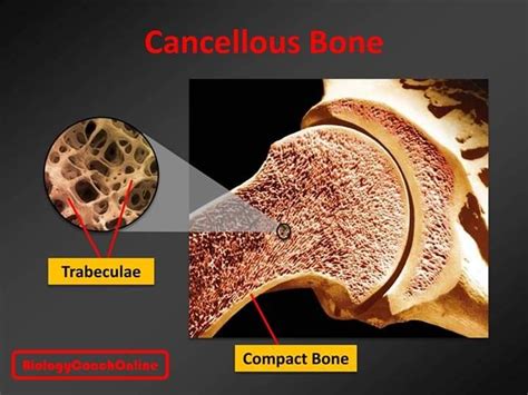 Cancellous Vs Cortical Bone Diane Simpson