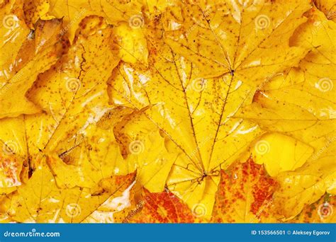 Many Autumn Yellow Maple Leaves With Patterns Stock Image Image Of