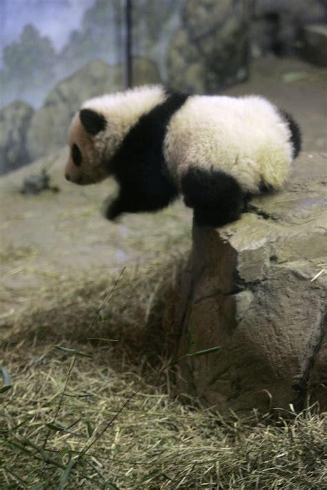 Panda Cam Shows Mei Xiang Cradling Panda Cub Photos Huffpost