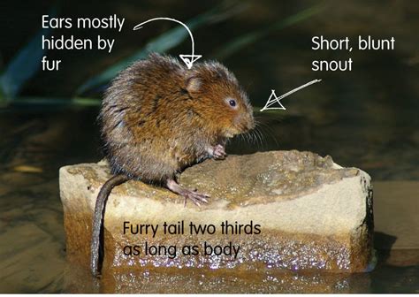 The Difference Between A Brown Rat And A Water Vole Water Vole