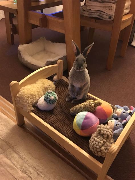 Aww Super Cute Bunny And Bed Filled With Toys Bunny Beds Bunny Room