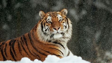Browse 1,588 tiger background stock photos and images available, or search for cheetah background or tiger pattern to find more great stock photos and pictures. Siberian Tiger Wallpapers, Pictures, Images